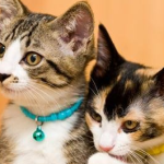 What happens to cats eat oranges?