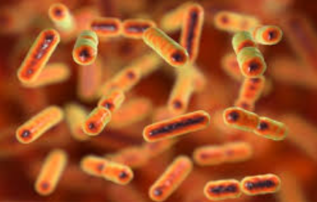 Know your dog’s gut bacteria: Bacteroides