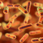 Know your dog’s gut bacteria: Bacteroides