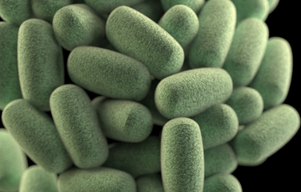 Know your dog’s gut bacteria: Bacteroidetes