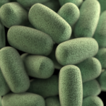 Know your dog’s gut bacteria: Bacteroidetes
