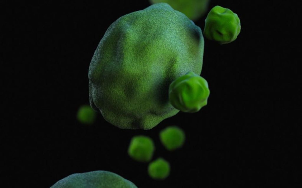 Know your dog’s gut bacteria: actinomycetes