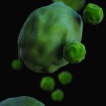 Know your dog’s gut bacteria: actinomycetes
