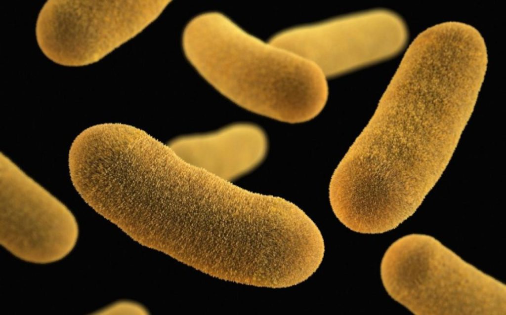 Know your dog’s gut bacteria: the firmicutes phylum