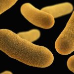 Know your dog’s gut bacteria: the firmicutes phylum