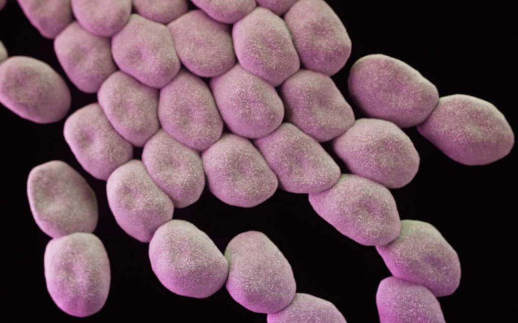 Know your dog’s gut bacteria: Fusobacterium