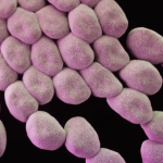 Know your dog’s gut bacteria: Fusobacterium