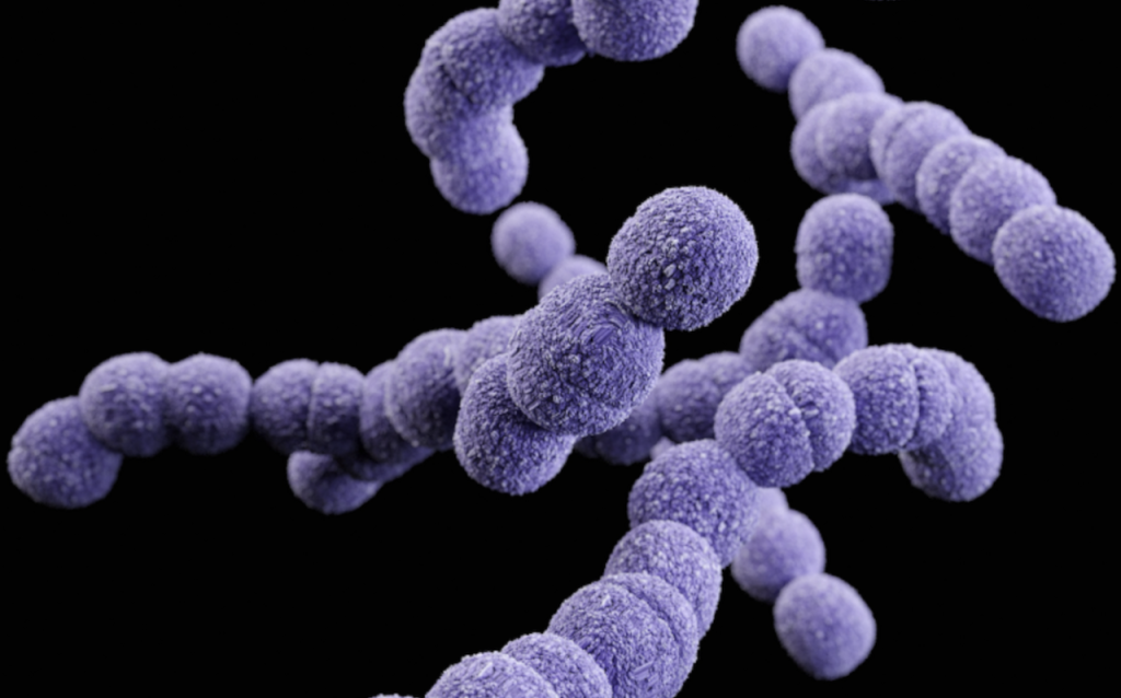 Know your dog’s gut bacteria: Proteobacteria