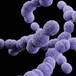 Know your dog’s gut bacteria: Proteobacteria