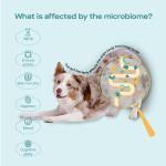 Why do dogs eat strange things?