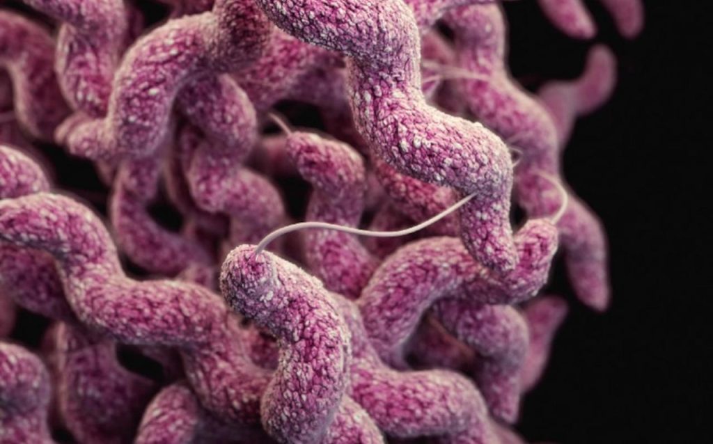 Uncover the mysteries inside your dog’s intestines