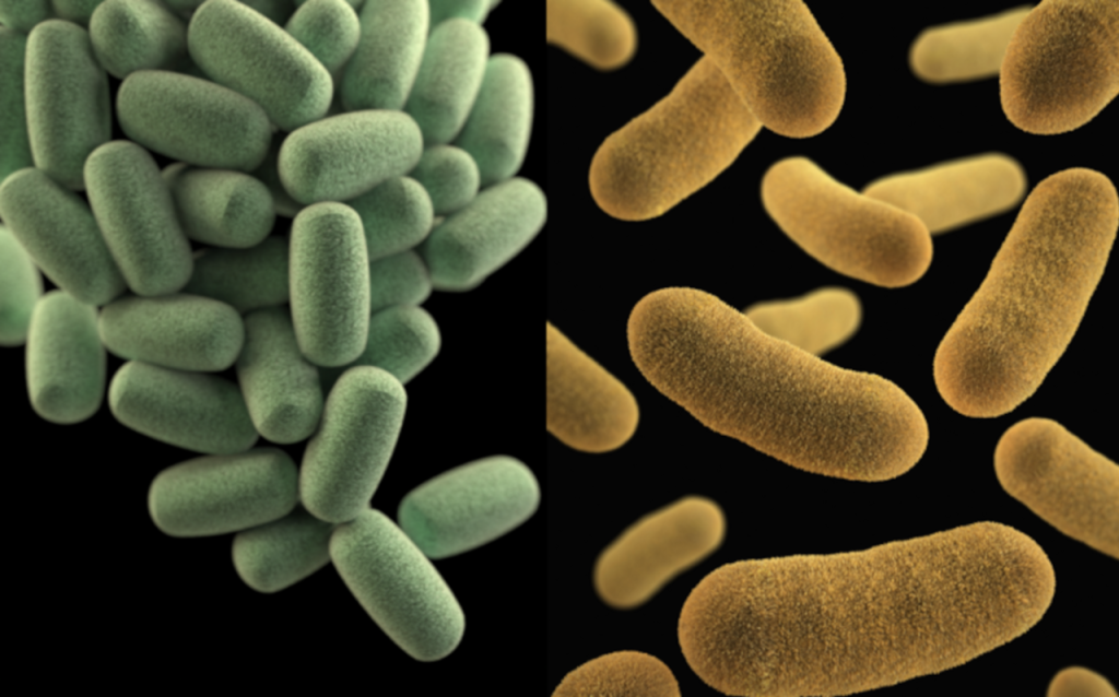 Carbohydrates, protein, and gut health: F/B ratio