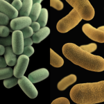 Carbohydrates, protein, and gut health: F/B ratio