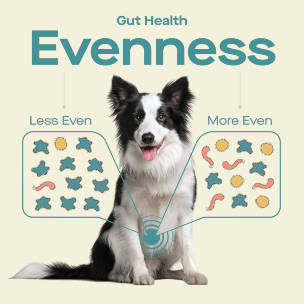 Why gut diversity is critical to your dog’s health