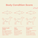 Let’s talk about dog obesity