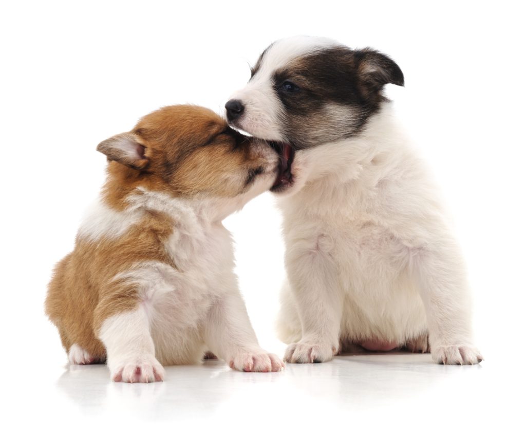 Does your dog need mint? How to get rid of bad breath