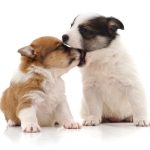 Does your dog need mint? How to get rid of bad breath
