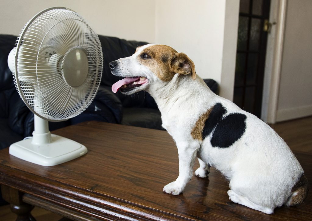 Why dogs eat less in the summer
