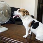 Why dogs eat less in the summer