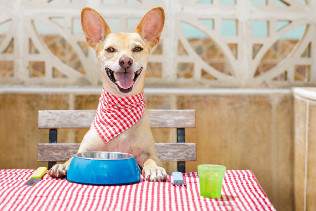 5 questions to ask when feeding a puppy