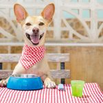 5 questions to ask when feeding a puppy