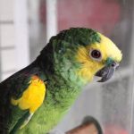 Of the 6 species of parrots suitable for hand breeding, the third is the first choice for release, and the second is highly recommended
