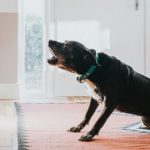 Bark on command