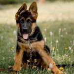 Puppy training