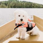 What to consider when buying a life jacket for your dog