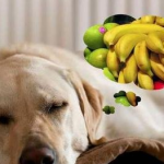Is it dangerous for a dog to steal a kiwi fruit?
