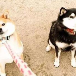 What should I do if my dog refuses to go out for the first time?