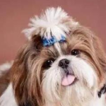 Will the dog remember that his owner beat him?