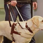 How to train your dog’s coordination?