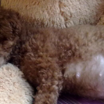 What is the best thing for a dog to eat when pregnant?