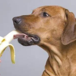 The 6 kinds of fruits that are best for dogs to eat are not only delicious but also make dogs healthier the more they ea