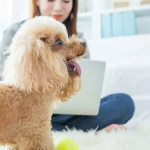 How to make a puppy get used to being alone at home?