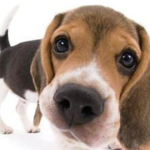What’s wrong with a dog’s nose being cold and a dog’s nose always being cold?