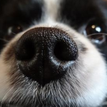 Why is a dog’s nose dry in winter? How to solve the problem of dry nose in dogs