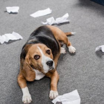 What’s going on with dogs eating paper?