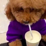 What yogurt is good for dogs to drink?