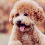 What’s going on with the dog hiccups?