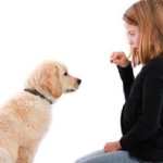 How to correct the dog’s habit of loving to pounce?