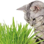 Why plant cat grass for cats?