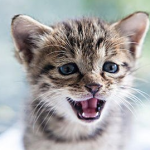 Can the kitten just get a bath after being vaccinated?