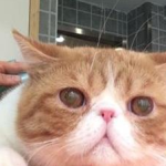 Tips for bathing and cleaning your cat at home