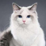 Get a brief understanding of the characteristics of muppet cats