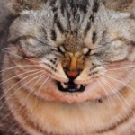 What are the causes of cat sneezing