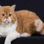 Symptoms, detection and prevention of kidney disease in pet cats and dogs