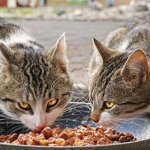 Do cats need probiotic supplements? When is a cat suitable for probiotic supplementation?