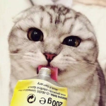 Does the ointment have any effect on the health of cats?